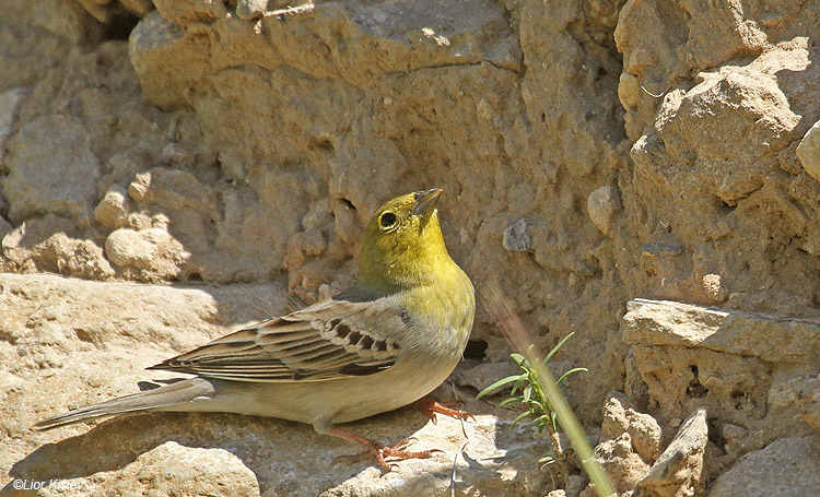   Cinereous Bunting Emberiza cineracea ,Susita,Golan 17-03-11 Lior Kislev           